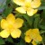 Hypericum  dummeri Peter Dummer