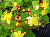 Hypericum  inodorum Rheingold