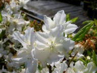 witte Japanse azalea