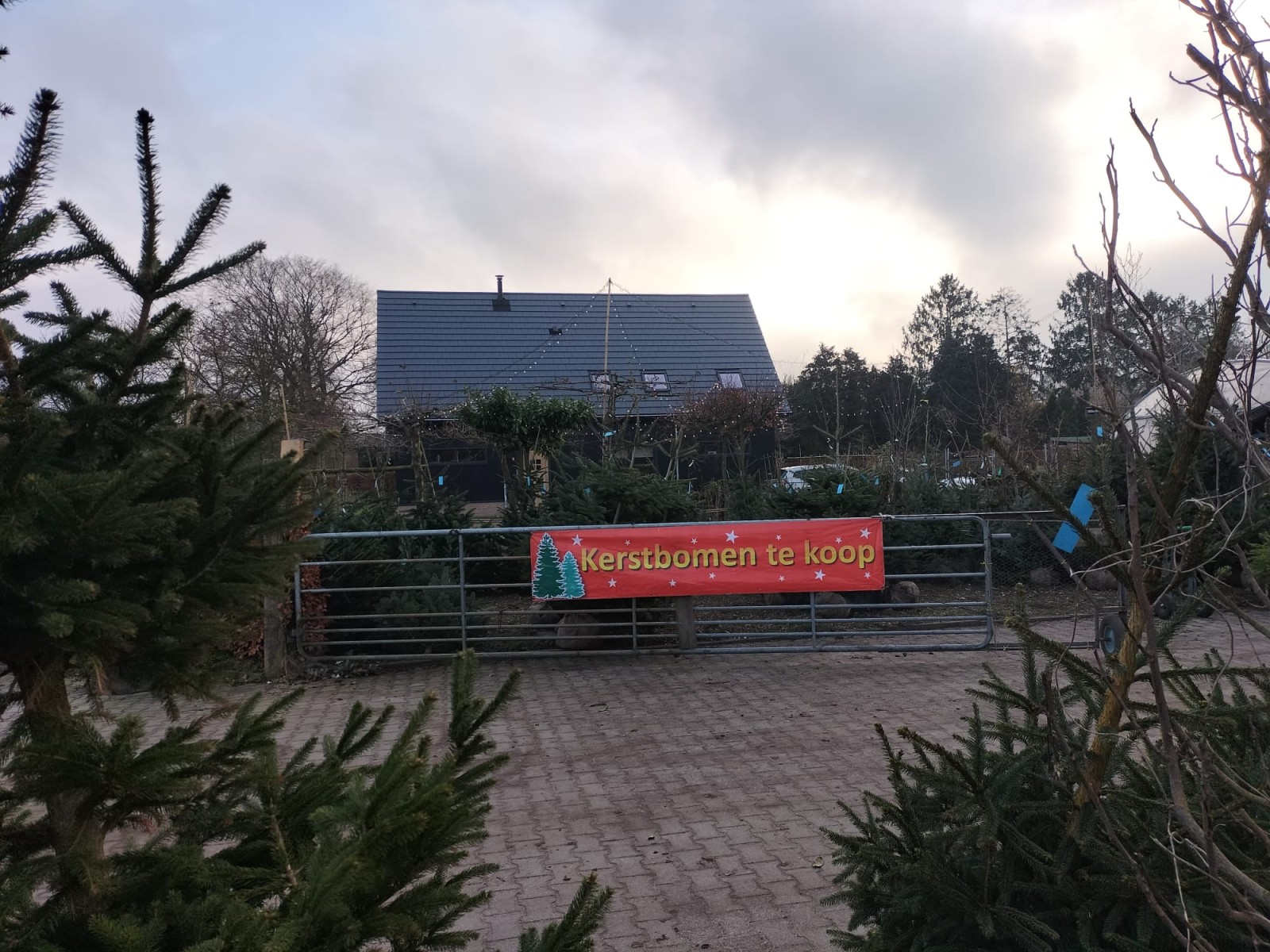 kerstbomen te koop